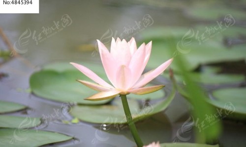 山椒的药用功效、山椒子主治什么病 -山术椒药用功效网