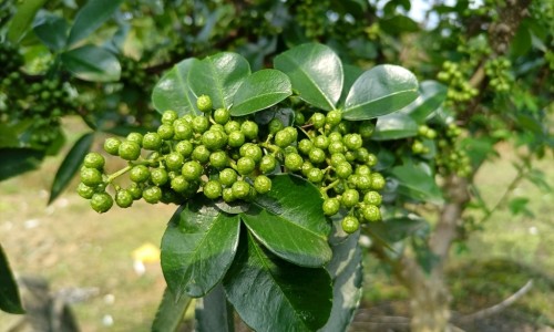 山椒的药用功效、山椒子主治什么病 -山术椒药用功效网